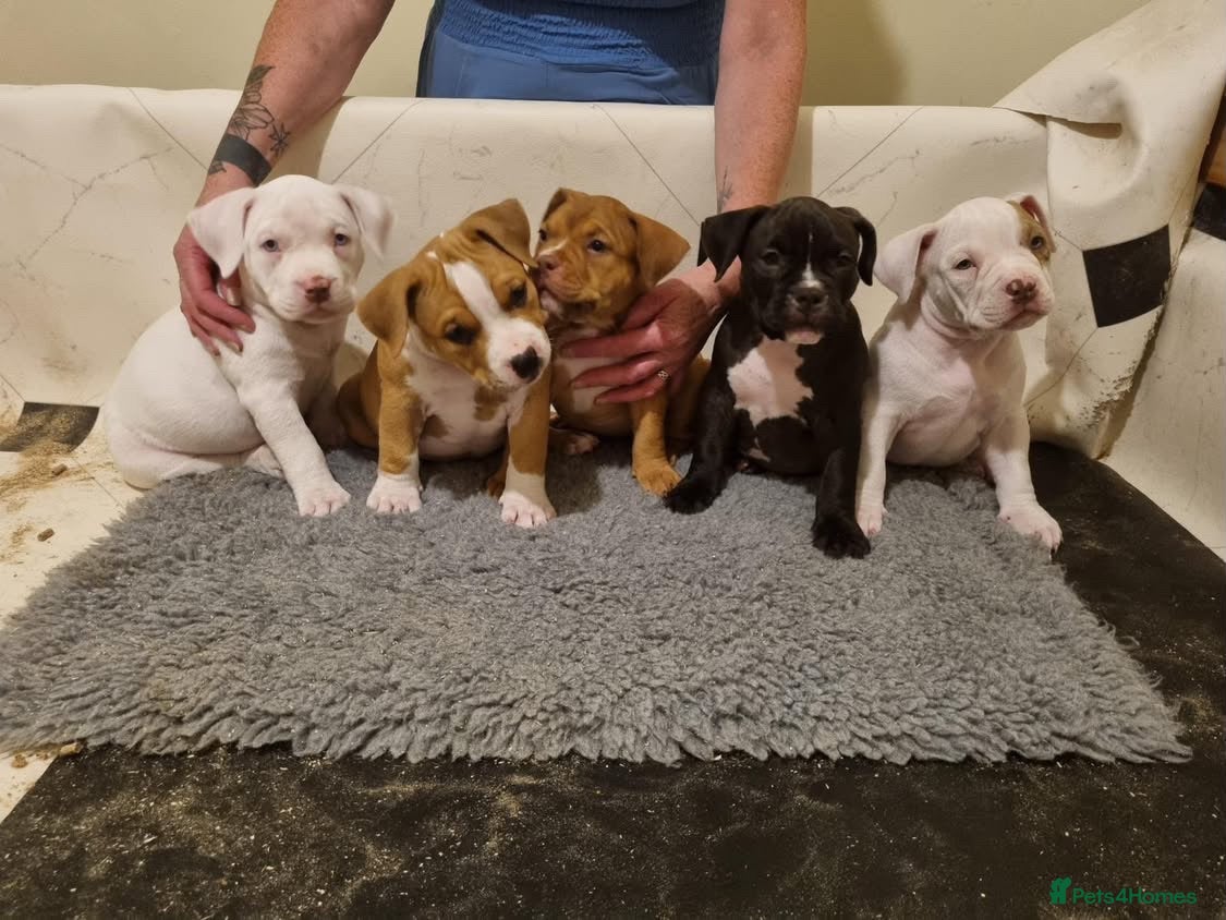 American Bully dogs REDUCED‼️ ABKC pocket bully’s ready now! - Advert 2