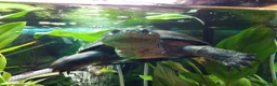 Turtle reptiles for sale: Rehoming our Spatny the turtle - Advert 1