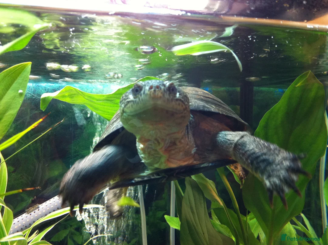 Turtle reptiles for sale: Rehoming our Spatny the turtle - Advert 1