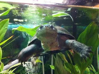 Turtle reptiles Rehoming our Spatny the turtle - Advert 1