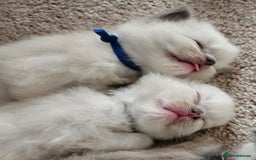 Ragdoll cats for sale: 6 ragdoll kittens  - Image 10