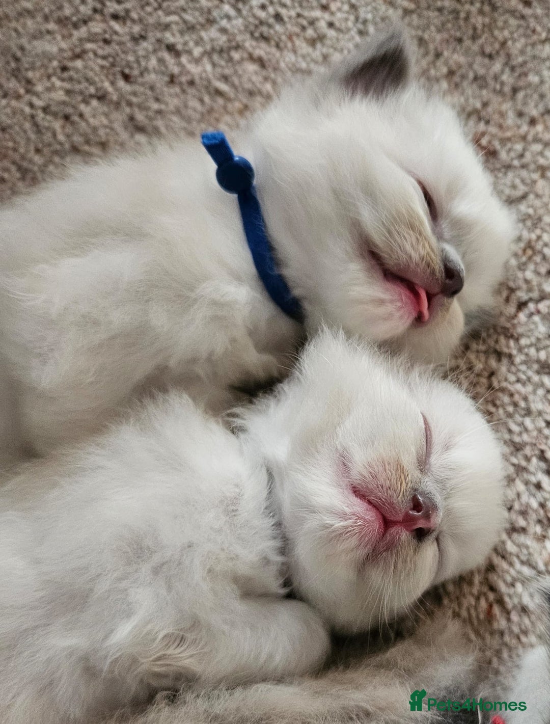 Ragdoll cats for sale: 6 ragdoll kittens  - Image 10