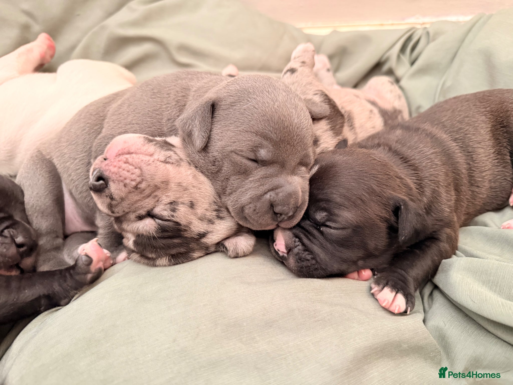 Staffordshire Bull Terrier dogs 5 beautiful staffy pups  - Advert 2