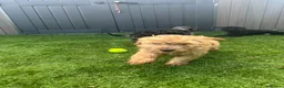 Cockapoo dogs for sale: Fully Vaccinated Merle cockapoos  - Advert 3