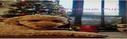 Cavapoochon dogs for sale: Cavapoochon Pups  - Advert 4