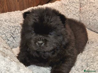 Chow Chow dogs Kc reg chow chow pups - Advert 12