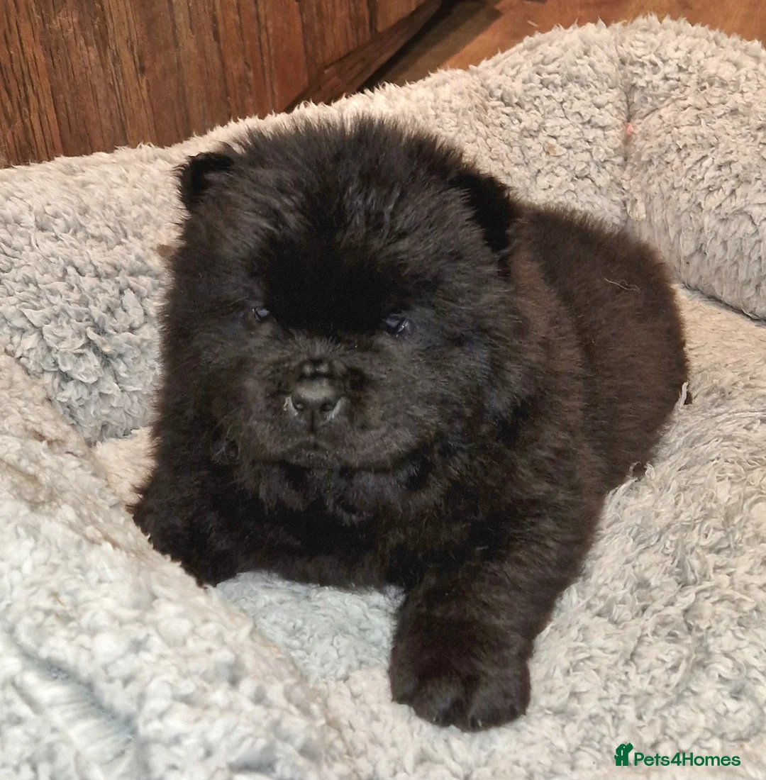 Chow Chow dogs for sale: Kc reg chow chow pups  - Advert 6