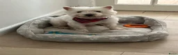 Westiepoo dogs for sale: Beautiful westiepoo puppies  - Advert 5
