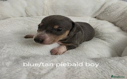 Miniature Dachshund dogs for sale: Beautiful Litter of Miniture Dachshunds  - Advert 4