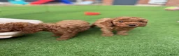 Cockapoo dogs for sale: Beautiful F2 cockapoo  - Advert 12