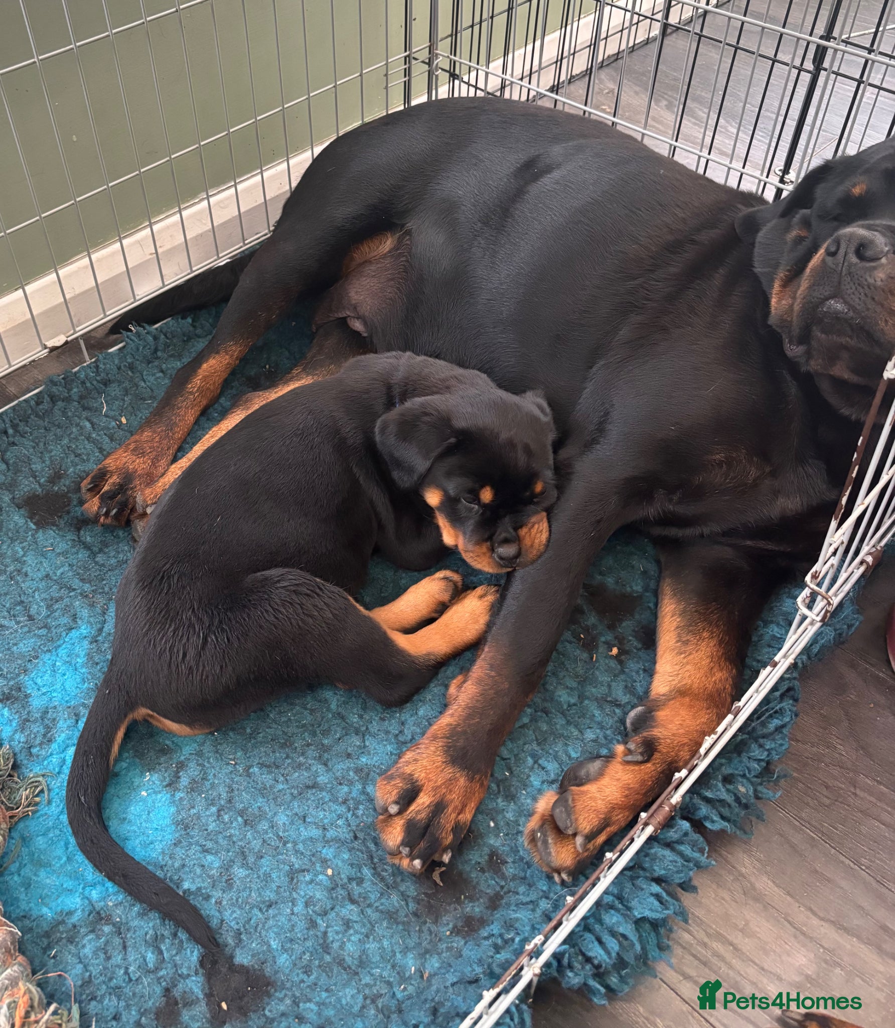 Rottweiler dogs Beautiful Rottweiler Puppies Available  - Advert 5