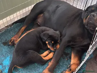 Rottweiler dogs Beautiful Rottweiler Puppies Available - Advert 5