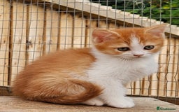 British Shorthair cats for sale: BSH Ginger & White, Calico & Gold Kittens - Image 3