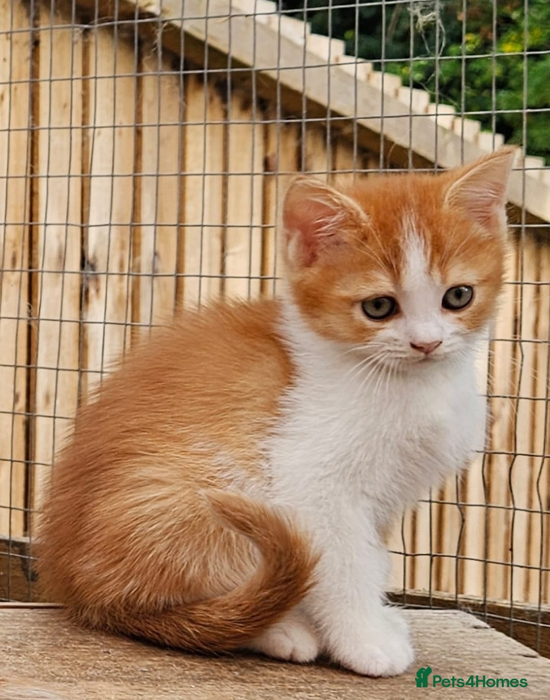 British Shorthair cats for sale: BSH Ginger & White, Calico & Gold Kittens - Image 3