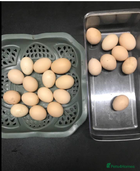 Mixed Breed birds mix chickens hatching eggs 6  - Advert 1