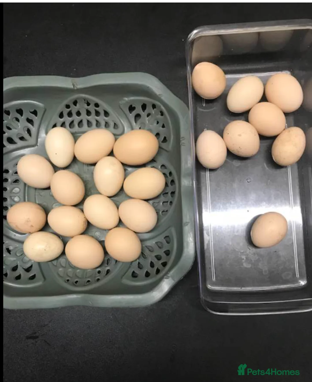 Mixed Breed birds for sale: mix chickens hatching eggs 6  - Advert 1