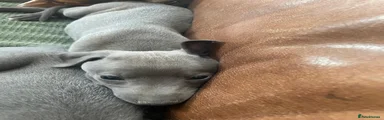 Whippet 7
