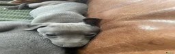 Whippet dogs for sale: Stunning Litter of KC Whippet Puppies - Advert 17
