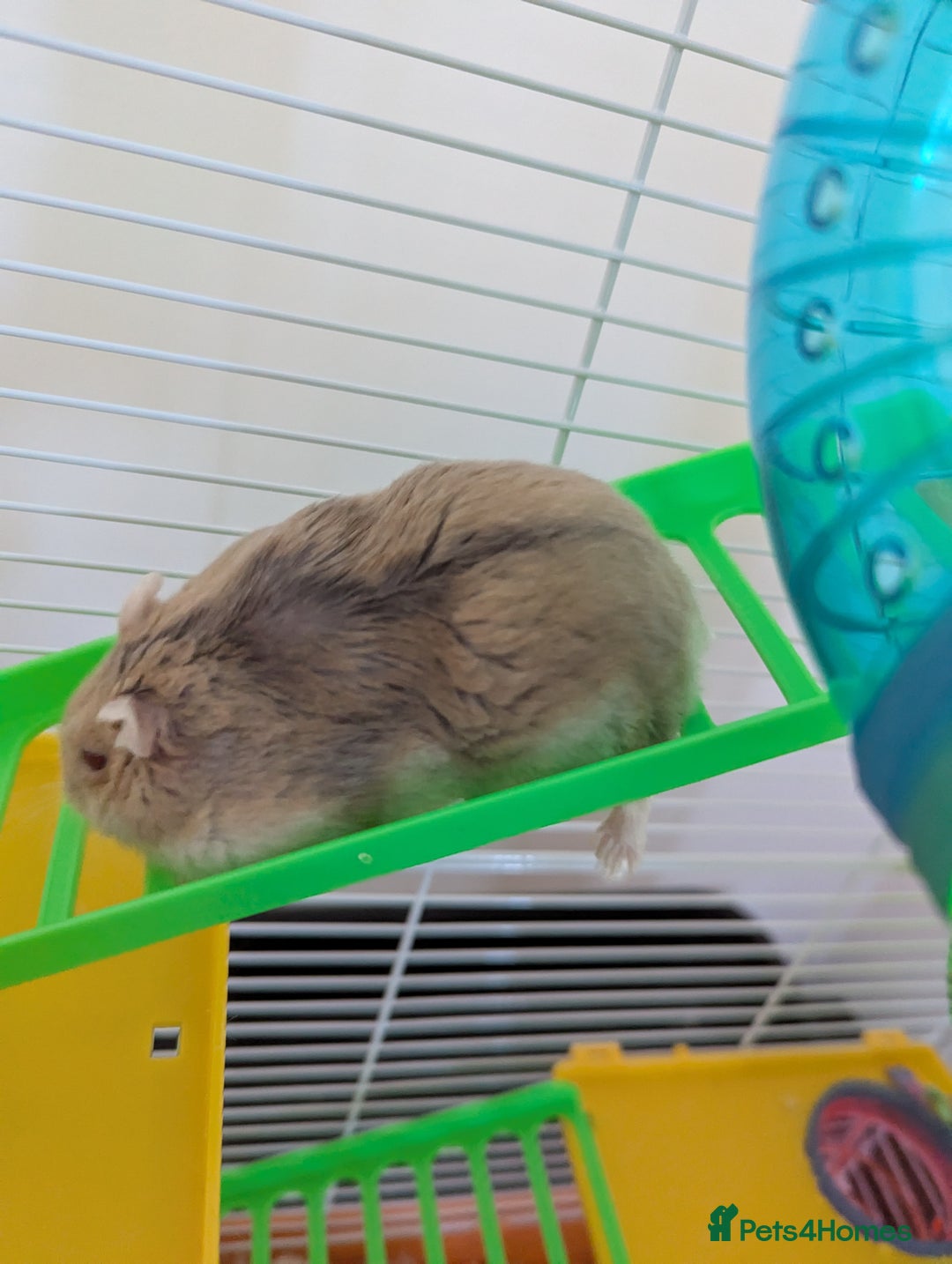 Hamster rodents for sale: Dwarf Hamster  - Image 4