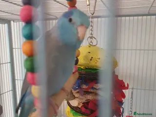 Parrots birds Pacific parrolett pocket parrot - Advert 1