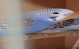 Budgerigars birds for sale: Gorgeous baby budgies - Image 6