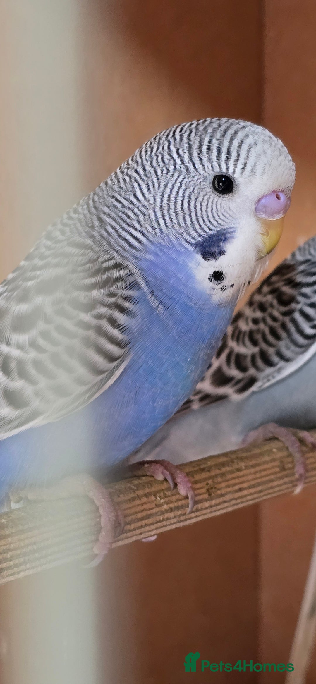 Budgerigars birds for sale: Gorgeous baby budgies - Image 6