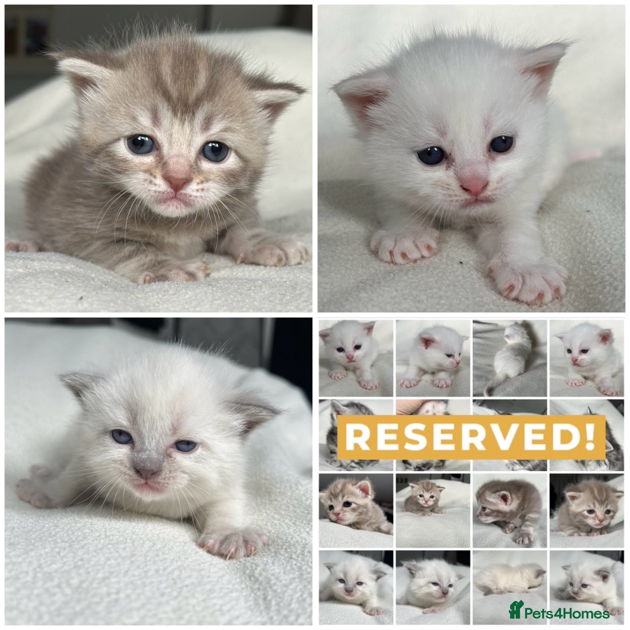 British Shorthair cats NORWEGIAN FOREST CAT X BRITISH SHORTHAIR KITTENS  - Advert 12