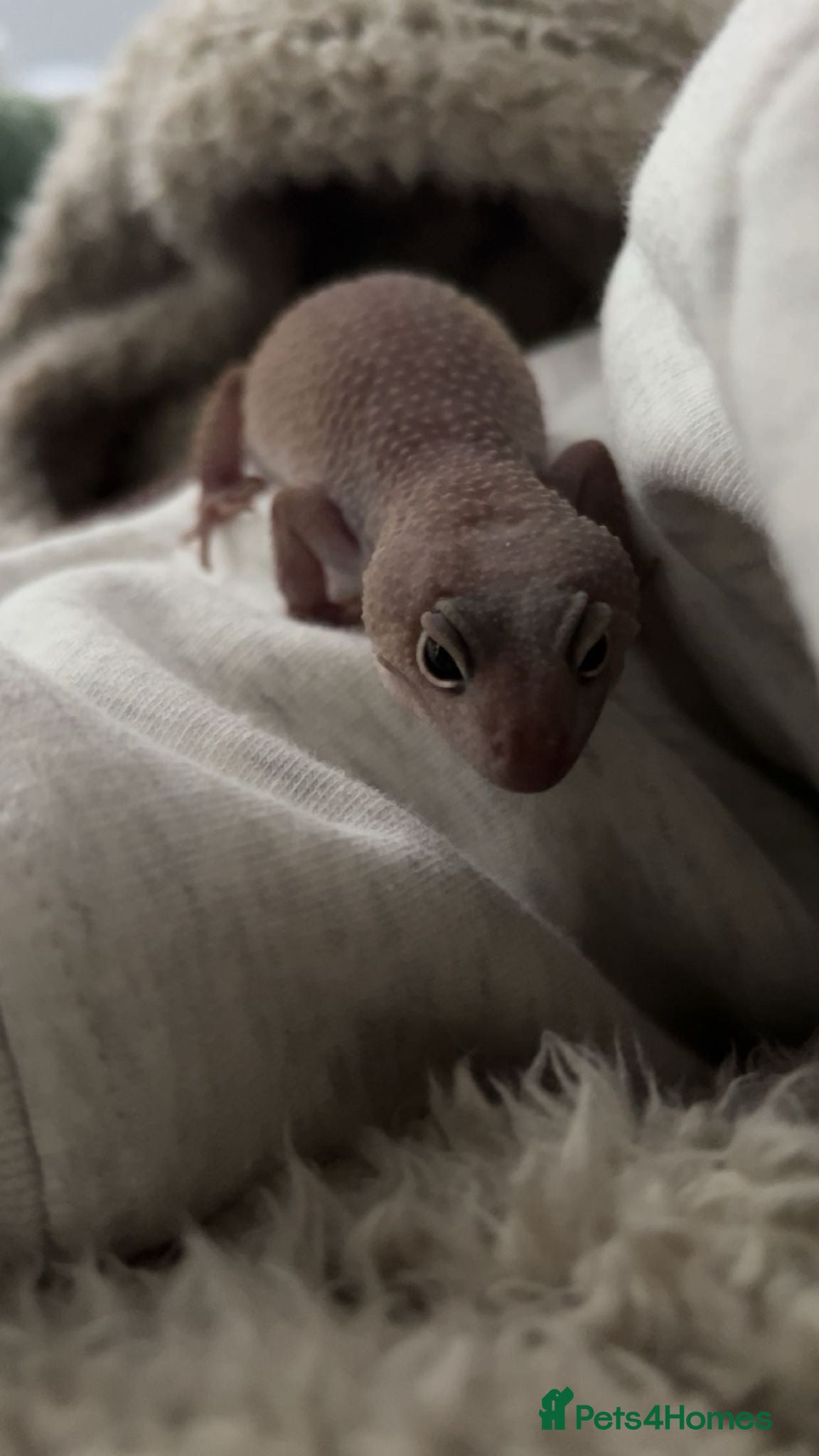 Leopard Gecko reptiles Full.set up White Blizzard female leopard gecko - Advert 15