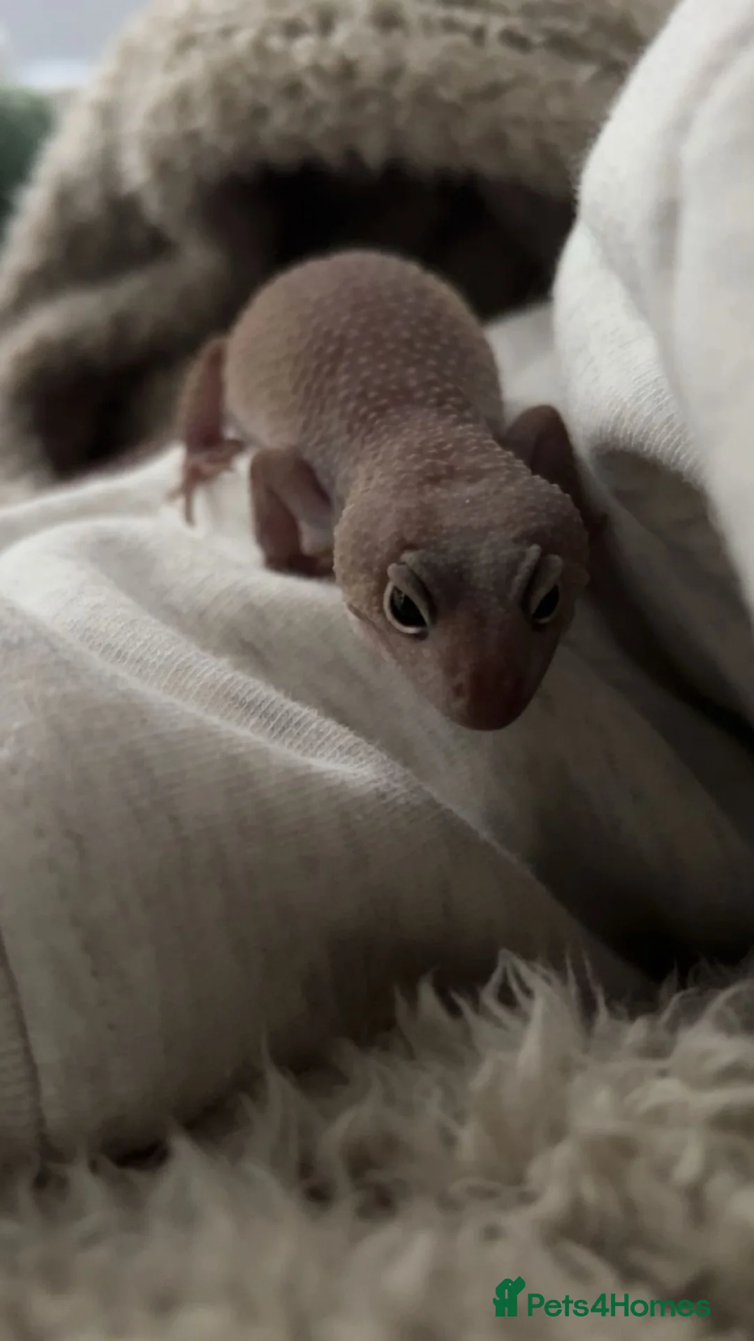 Leopard Gecko reptiles for sale: White Blizzard female leopard gecko 4 years old - Advert 2