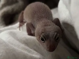 Leopard Gecko reptiles Full.set up White Blizzard female leopard gecko - Advert 15