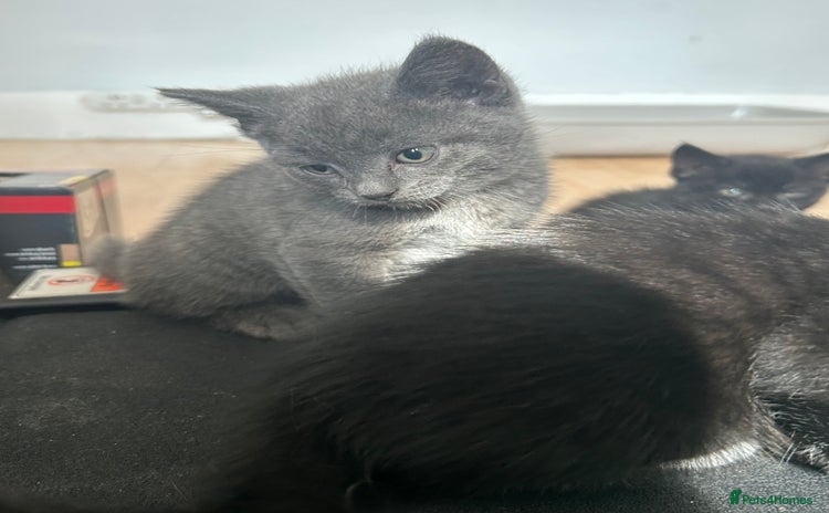 British Shorthair cats - Advert 1