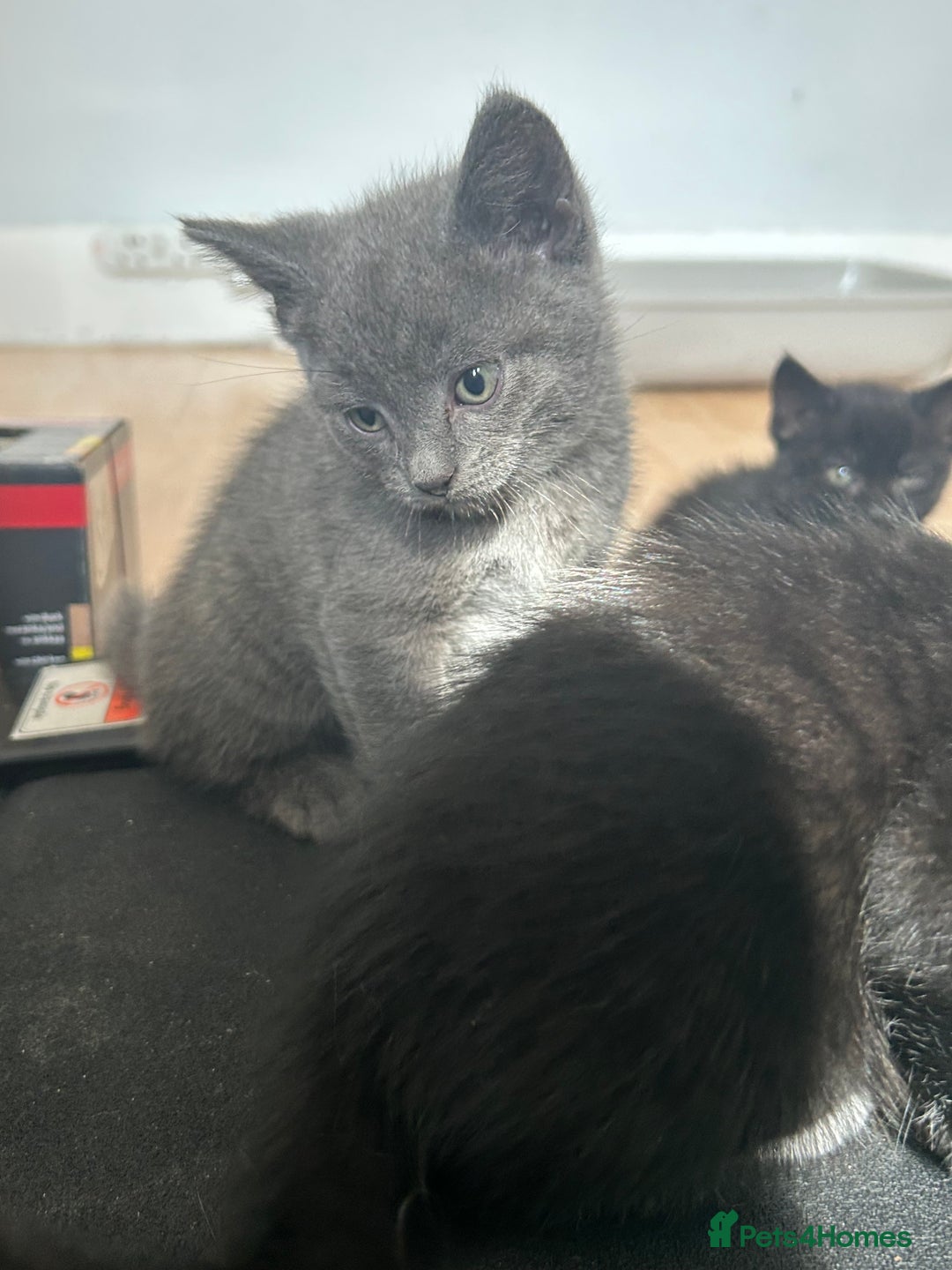 British Shorthair cats for sale: BRITISH SHORTHAIRED KITTENS FOR SALE - Image 1