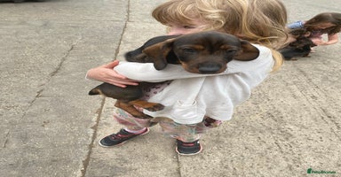 Dachshund dogs in Northampton - Advert 1