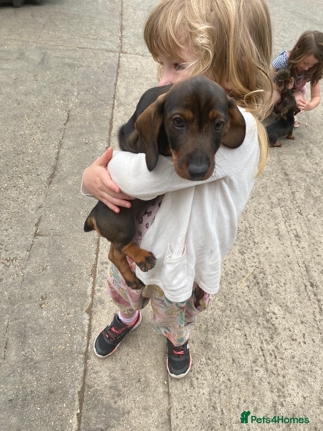 Dachshund dogs for sale: Mini wirehaired dachshund puppys Dad kc registered in Northampton - Image 6
