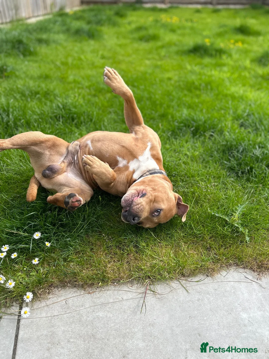 Staffordshire Bull Terrier dogs for stud: KC Registered Red / Fawn Staffy Stud  - Advert 2