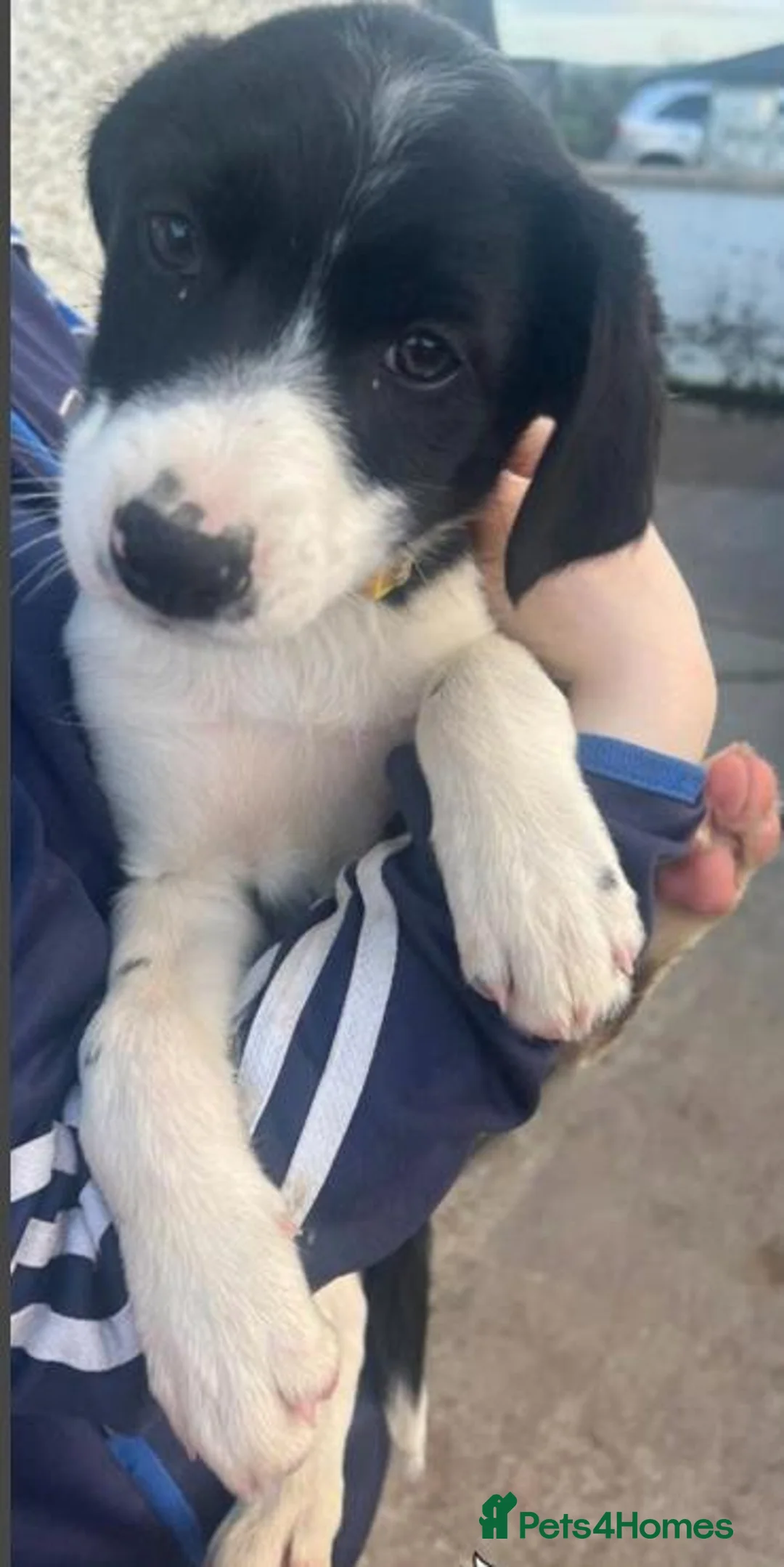 Border Collie dogs for sale: Border collie for sale female/male  in Rickmansworth - Advert 3