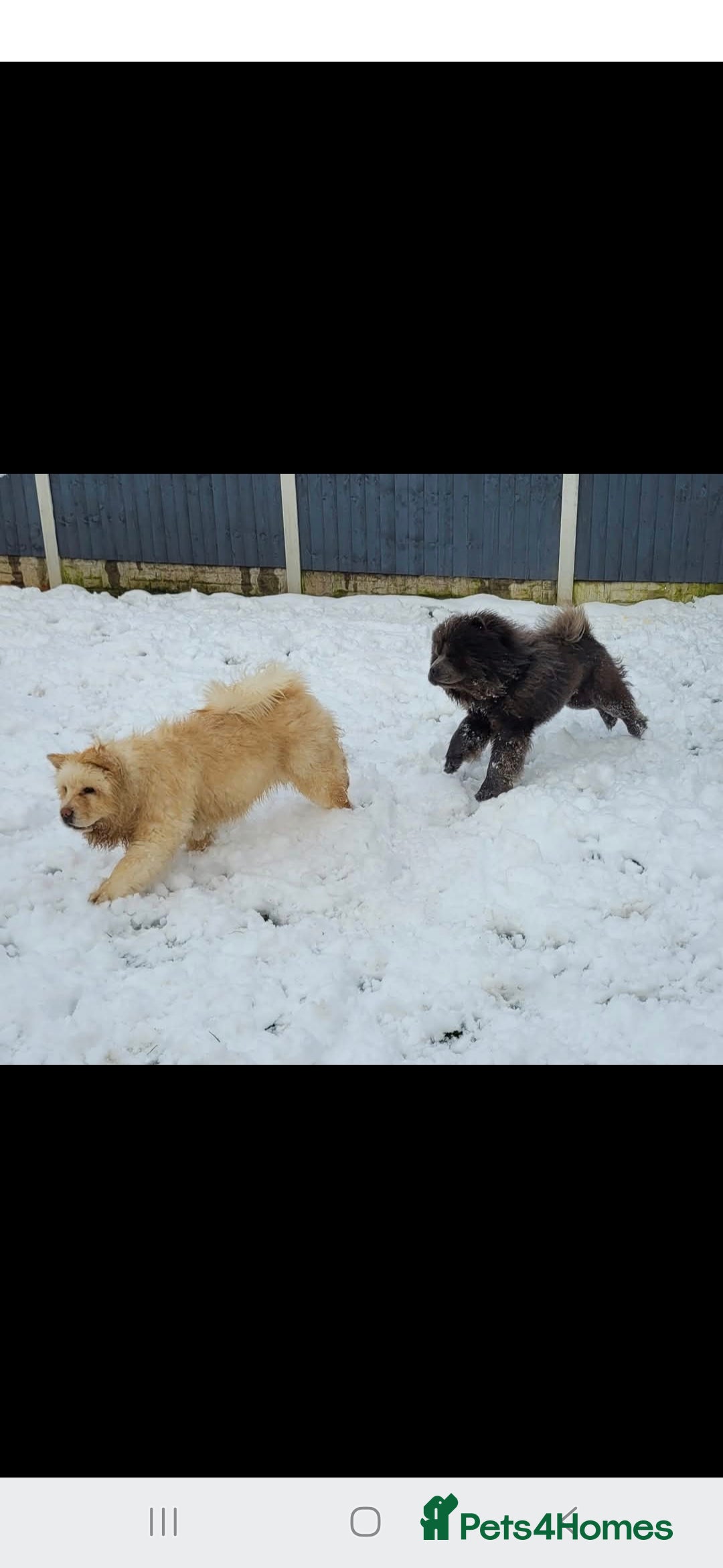 Chow Chow dogs Chow chow  - Advert 20