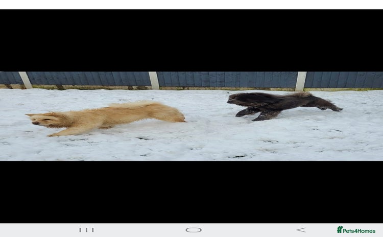 Chow Chow dogs Chow chow  - Advert 1