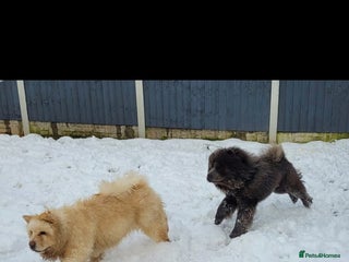 Chow Chow dogs Chow chow - Advert 1