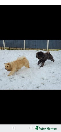 Chow Chow dogs Chow chow - Advert 1