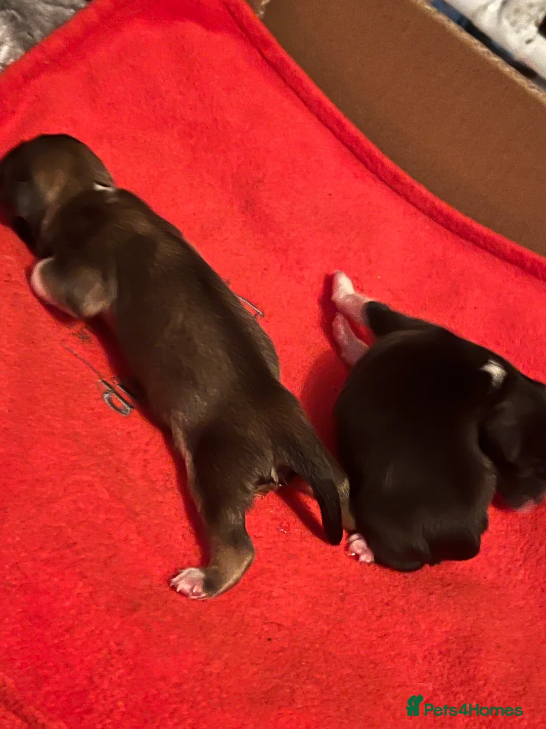 Lhasa Apso dogs for sale:  Kc registered Lhasa apso puppies in Manchester - Advert 2