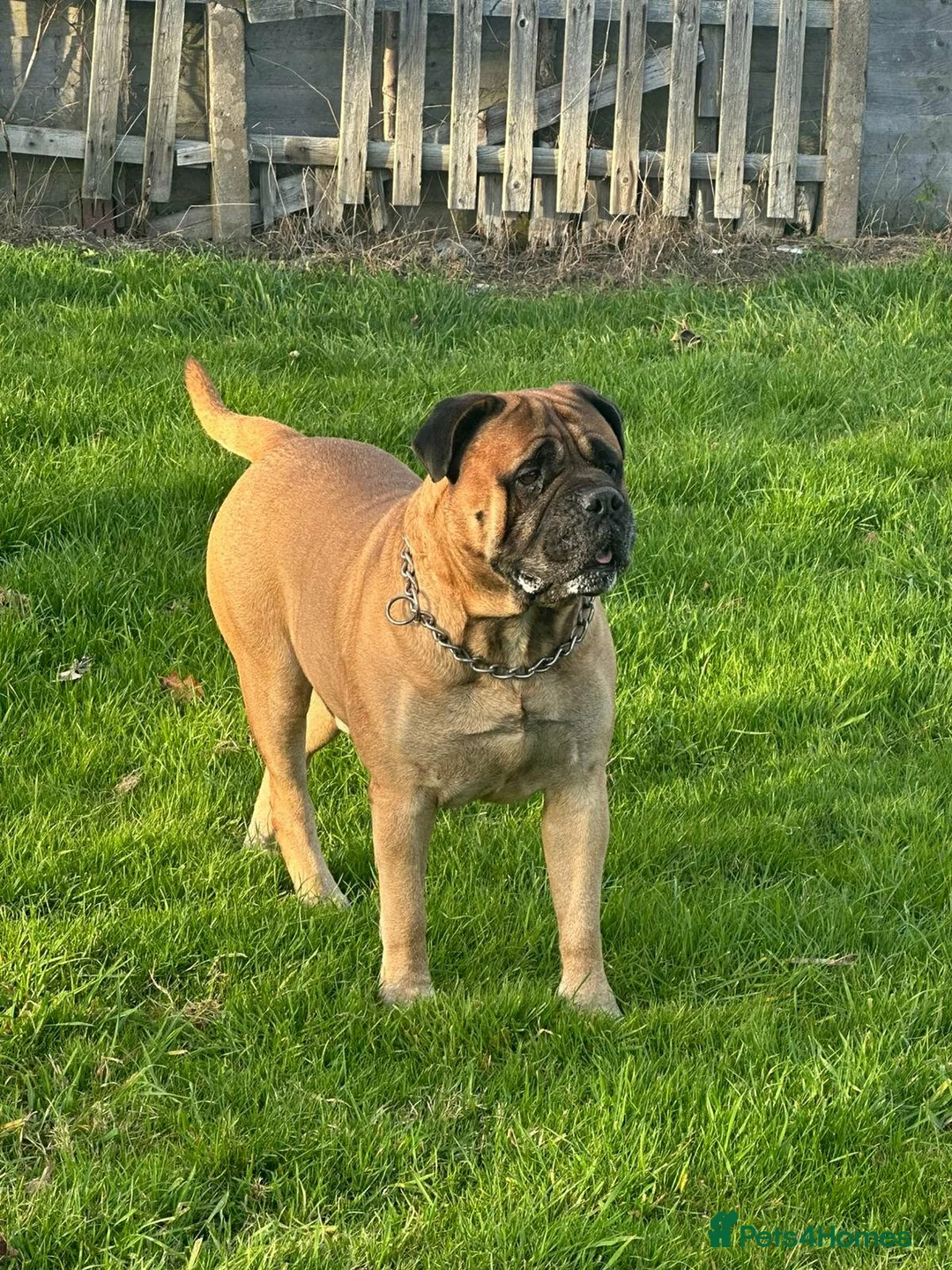 Bullmastiff dogs for stud: Bullmastiff Stud  - Advert 2