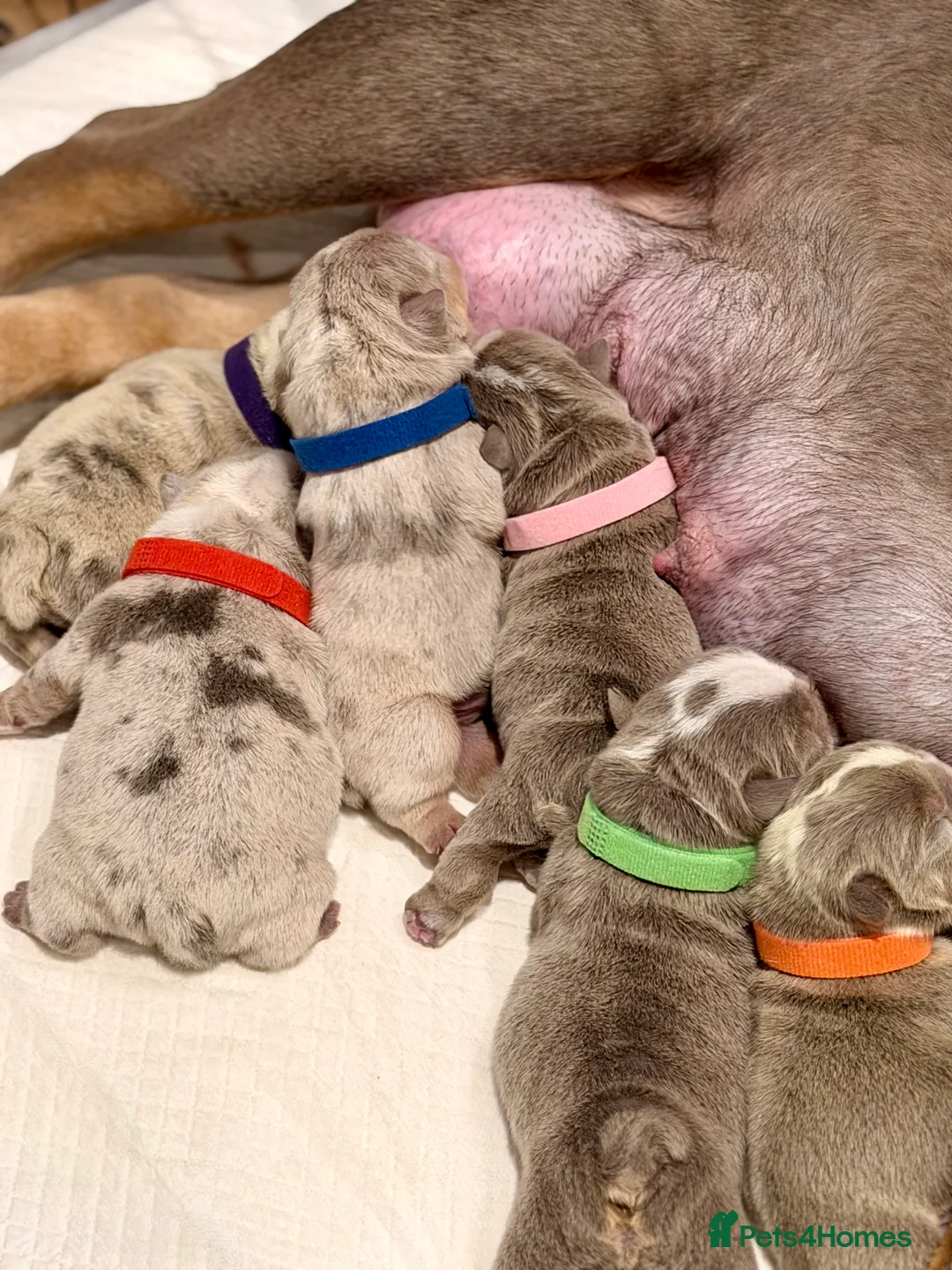 English Bulldog dogs for sale: BEAUTIFUL LILUC TRI + LILUC TRI MEARL BULLDOGS - Advert 8