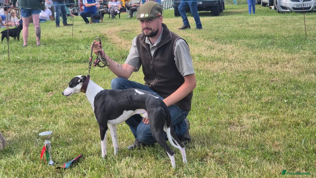 Whippet dogs for stud: Non kc whippet  in Melton Mowbray - Advert 5