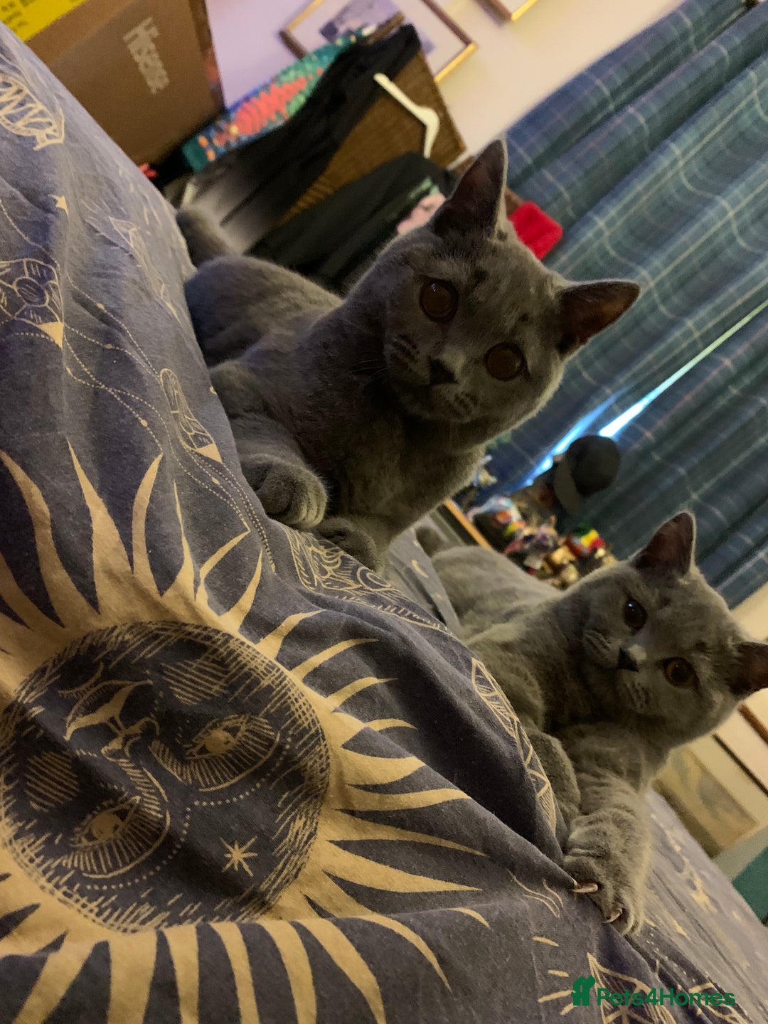 British Shorthair cats for sale: British shorthair - Advert 11