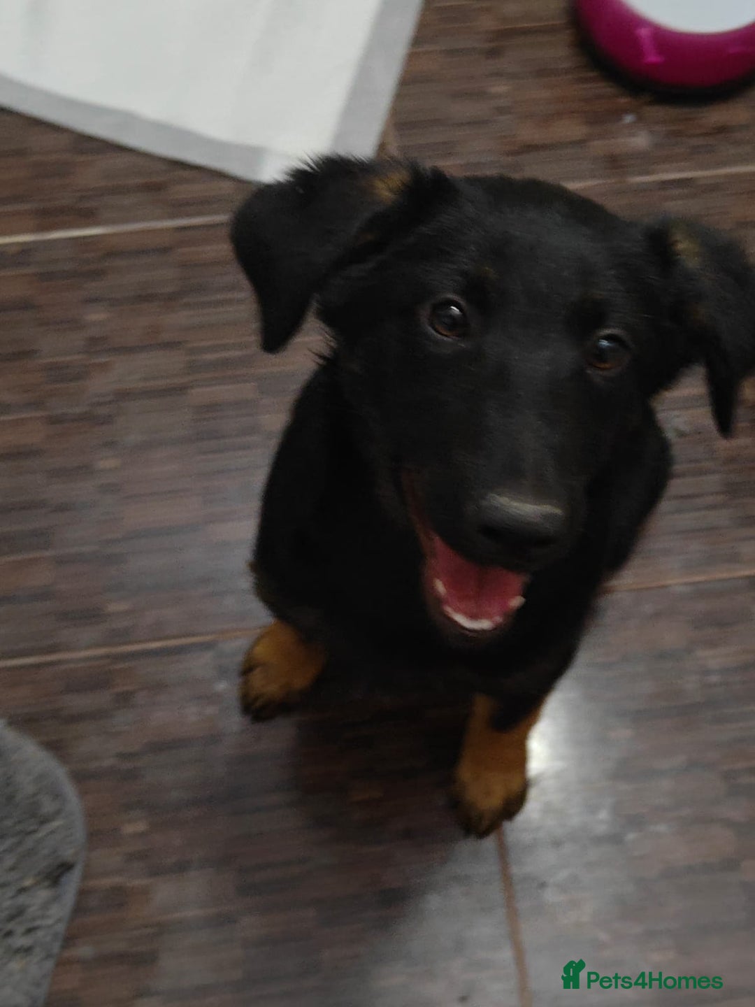 Mixed Breed dogs for adoption: ❤️Hope&Joy — two 7(8) months small sisters❤️ - Advert 5