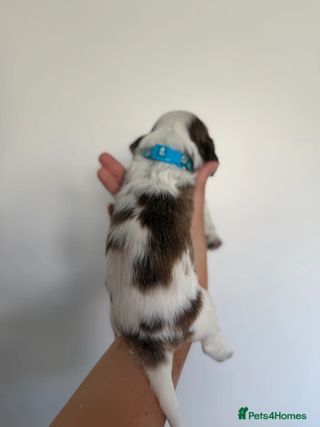 Cocker Spaniel dogs for sale: Cocker Spaniel puppies looking for forever homes♥️ - Advert 39