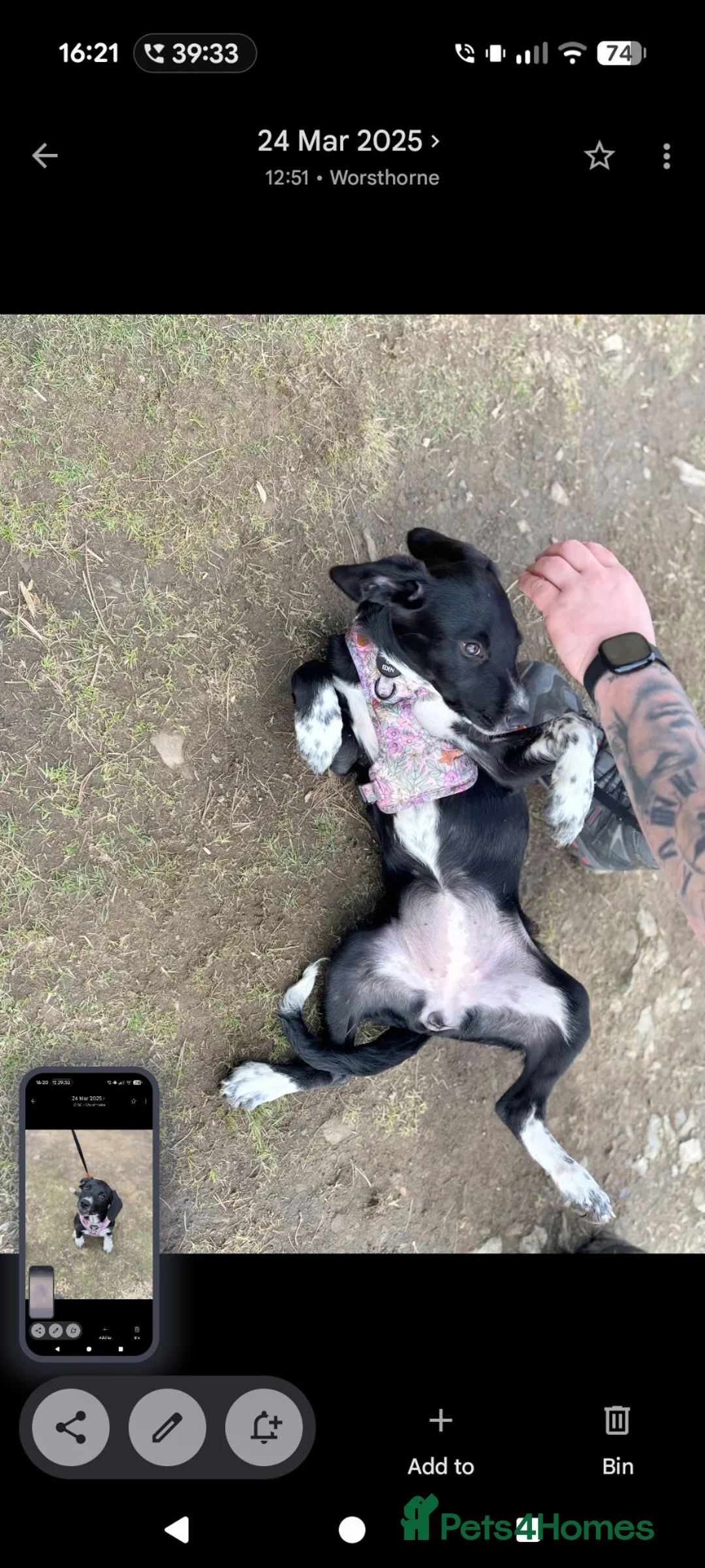 Sprollie dogs for sale: Betsy. - Advert 2