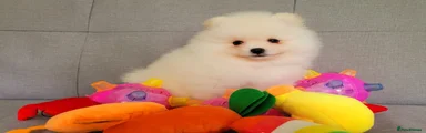 Pomeranian 5
