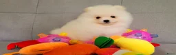 Pomeranian dogs for sale: Stunning KC Pomeranian Puppies for sale - Advert 26